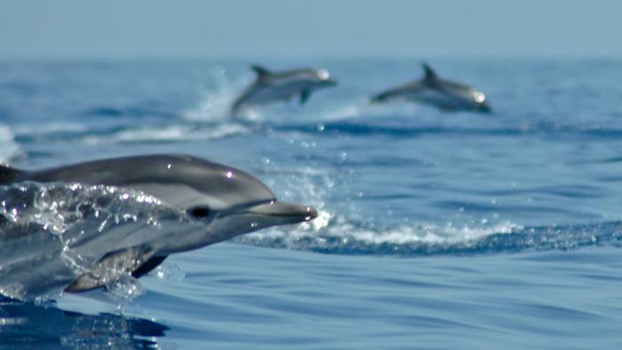 delfini guardiani ms